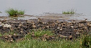 Collared pratincole (glareola pratincola), Serengeti